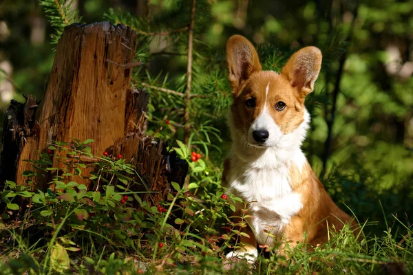 Dog in the forest in summer — Stock Photo, Image