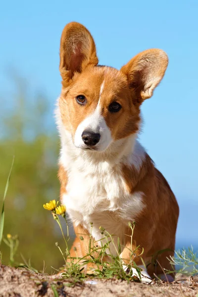 Yaz aylarında ormanda köpek
