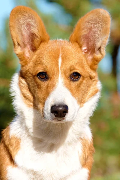 Yaz aylarında ormanda köpek