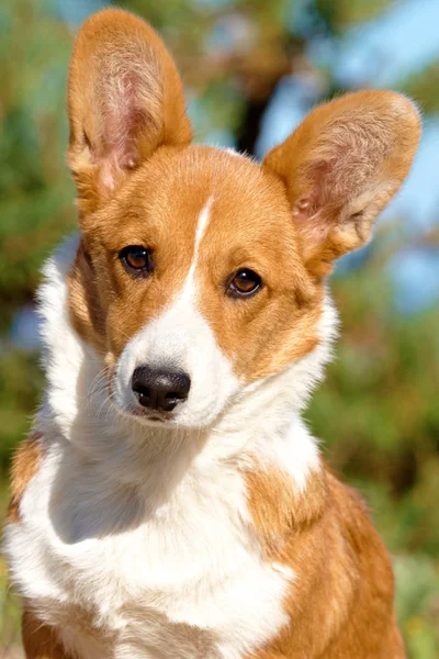 Dog in the forest in summer — Stock Photo, Image