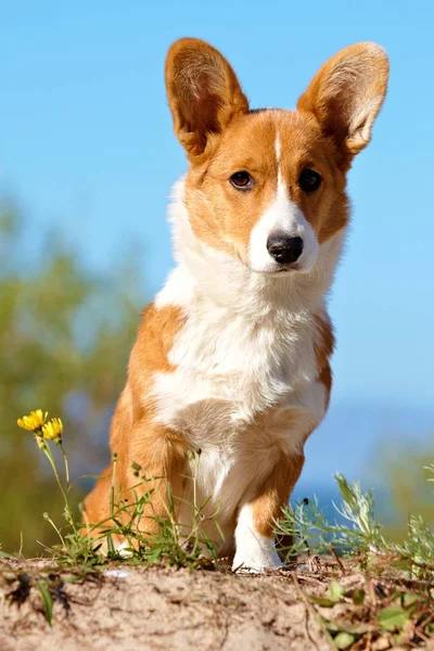 Yaz aylarında ormanda köpek