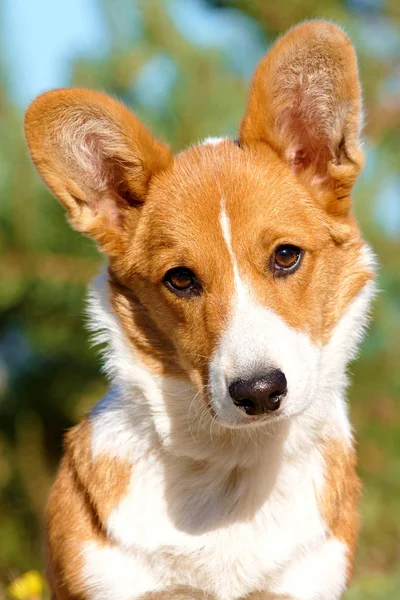 Yaz aylarında ormanda köpek