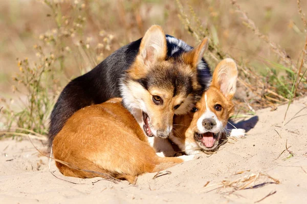 The dog is running along the beach — Stock Photo, Image