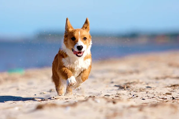 Köpek plaj boyunca çalışıyor