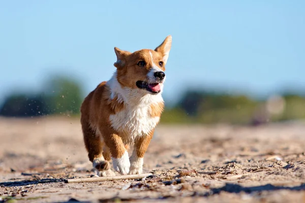 Running dog on the beach — Stock Photo, Image