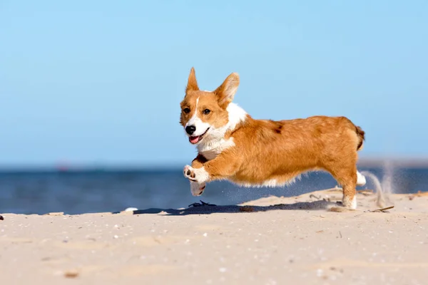 Бегущая собака на пляже — стоковое фото