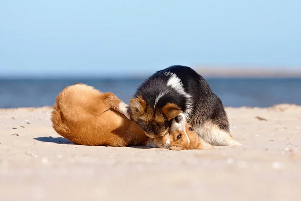 çalışan köpek sahilde
