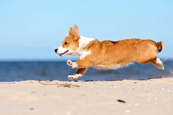 Running dog on the beach — Stock Photo, Image