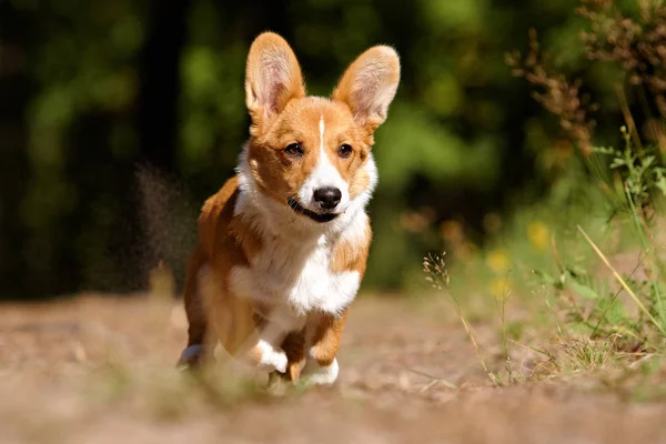Dog running in the woods — Stock Photo, Image