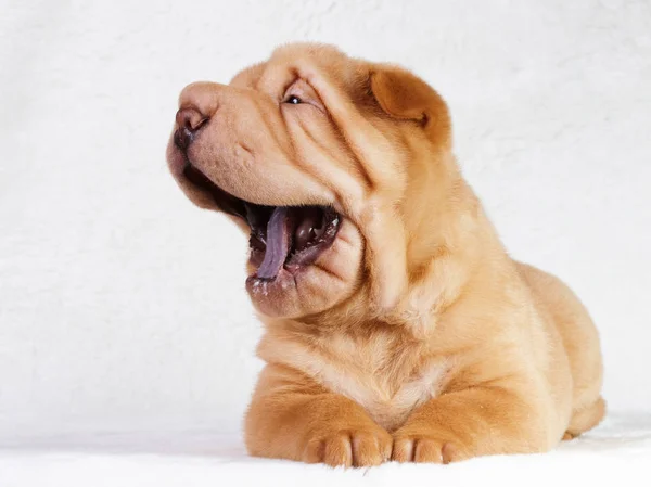 Dog shar pei  puppy Stock Picture