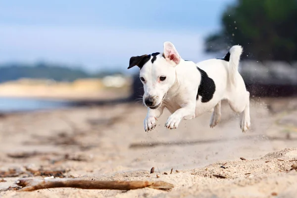 Perro Jack Russel Terrier Fotos de stock libres de derechos