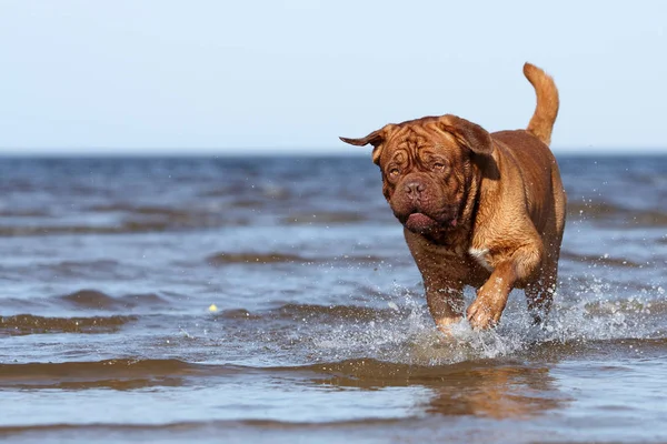 El perro corre por la playa Fotos de stock