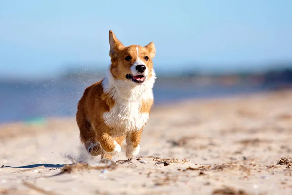 Perro corriendo en la playa Imágenes de stock libres de derechos