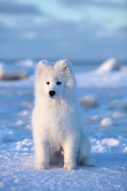 Samoyed buz kar üzerinde oturur