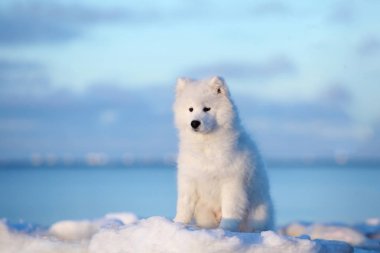 Samoyed buz kar üzerinde oturur