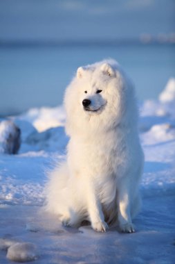 Samoyed buz kar üzerinde oturur