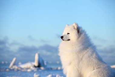 Samoyed buz kar üzerinde oturur