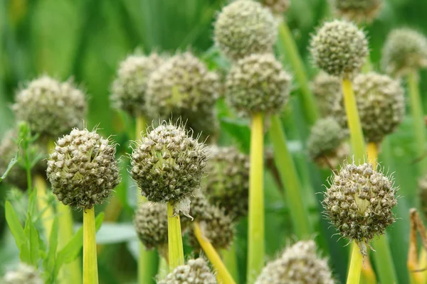 Soğan başları tohumları