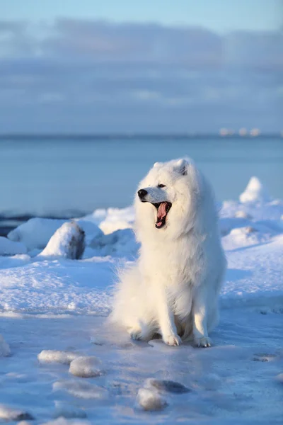 Samoyed buz kar üzerinde oturur