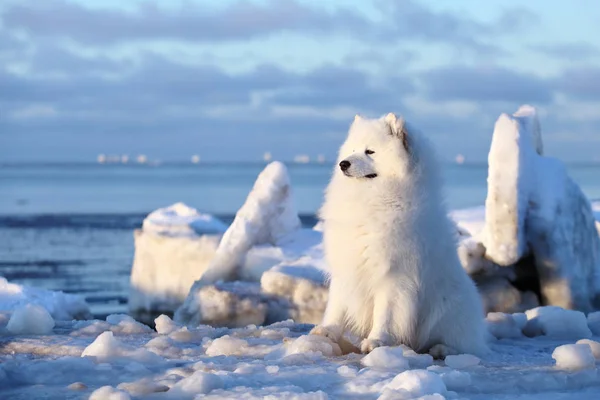 Samoyed senta-se na neve de gelo — Fotografia de Stock