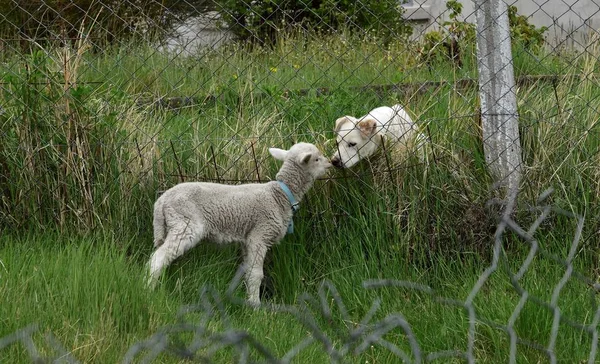 white dog and lamb recognizing itself