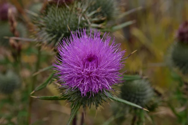 Schöne Rosa Distelblume Nahaufnahme Ansicht — Stockfoto