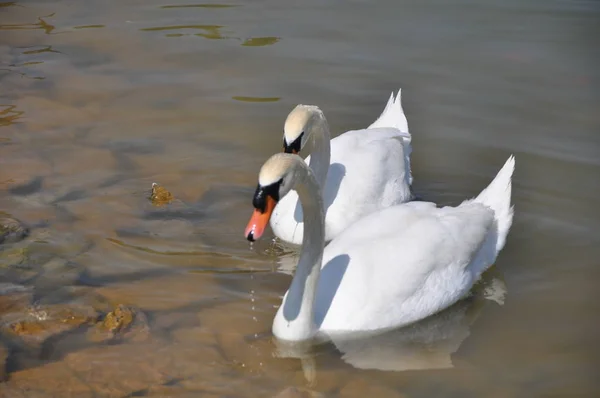  Beyaz Kuğu ve göller