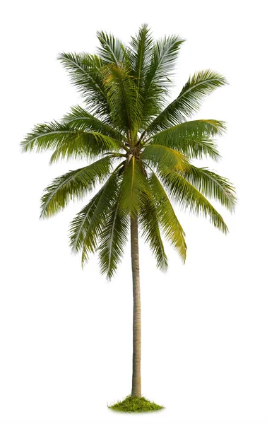 Coconut Palm Träd Isolerad Vit Bakgrund — Stockfoto