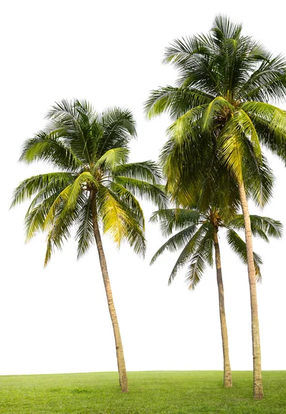 Kokosnötsträd Grönt Gräs Mark Isolerad Vit — Stockfoto