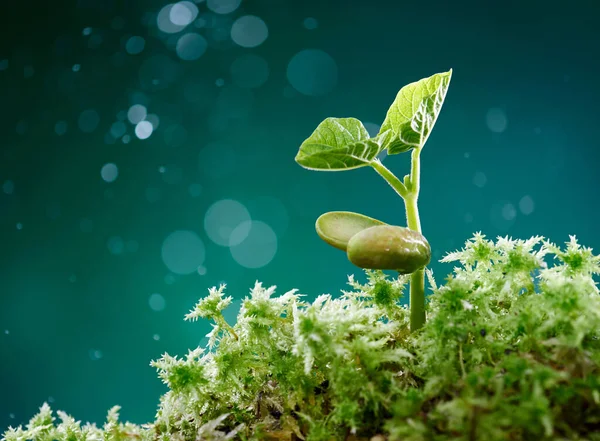 Pflanze Umgeben Von Moos Vor Bokeh Hintergrund — Stockfoto