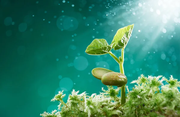 Pflanze Umgeben Von Moos Auf Das Sonnenstrahlen Scheinen — Stockfoto
