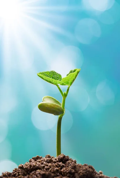 Brota Con Luz Del Sol Brillando —  Fotos de Stock