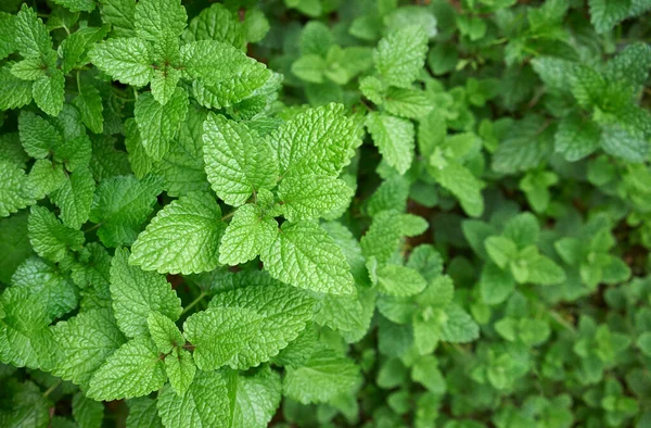 Mint Plants Leaves Garden — Stock Photo, Image