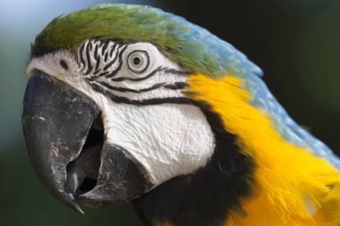 Güzel Amerika papağanı portre içinde belgili tanımlık vahşi, Meksika, Tabasco, Villahermosa