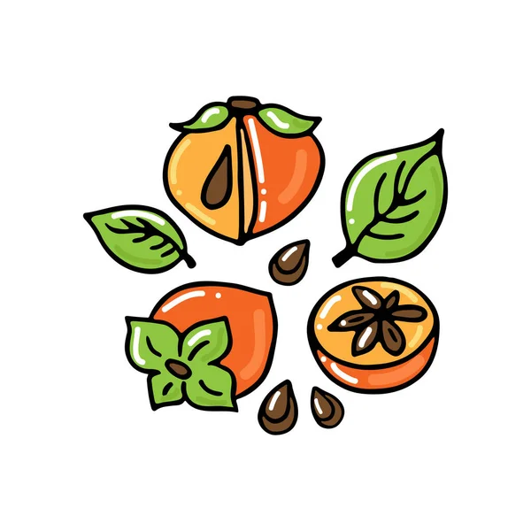 Persimmon Fruchtsammlung Isoliert Auf Weißem Hintergrund Handgezeichneter Stil Vektorillustration Gestaltungselement — Stockvektor