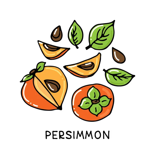 Persimmon Collection Fruits Isolés Sur Fond Blanc Style Dessiné Main — Image vectorielle