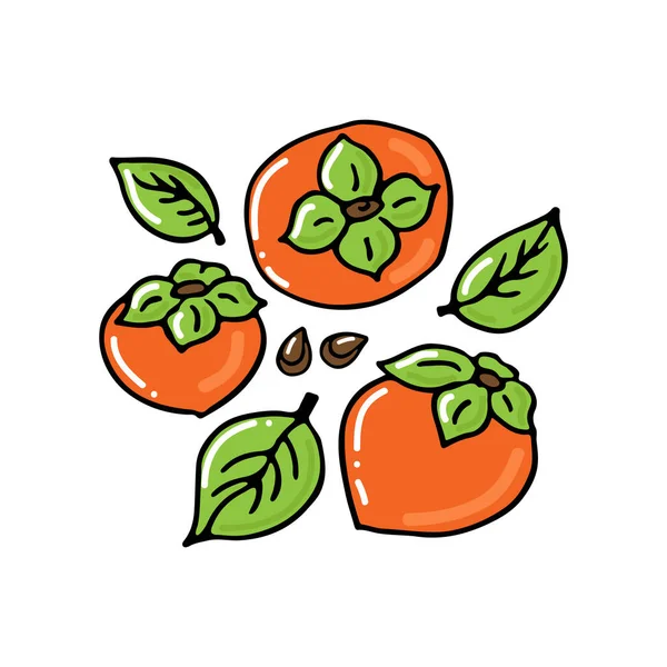 Persimmon Fruit Collection Isolated White Background Hand Drawn Style Vector — Stock Vector
