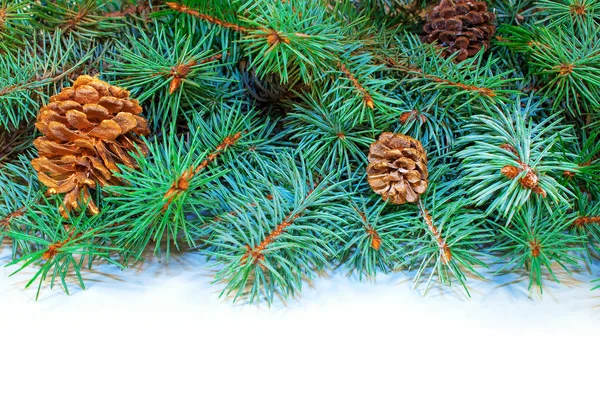 Szőrös karácsonyfa ágak és kúpok — Stock Fotó