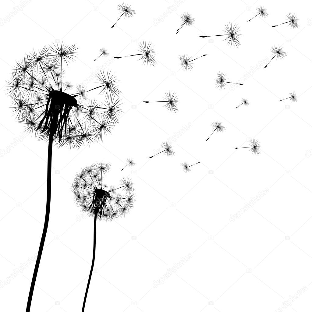 Silhouette of a dandelion on a white background