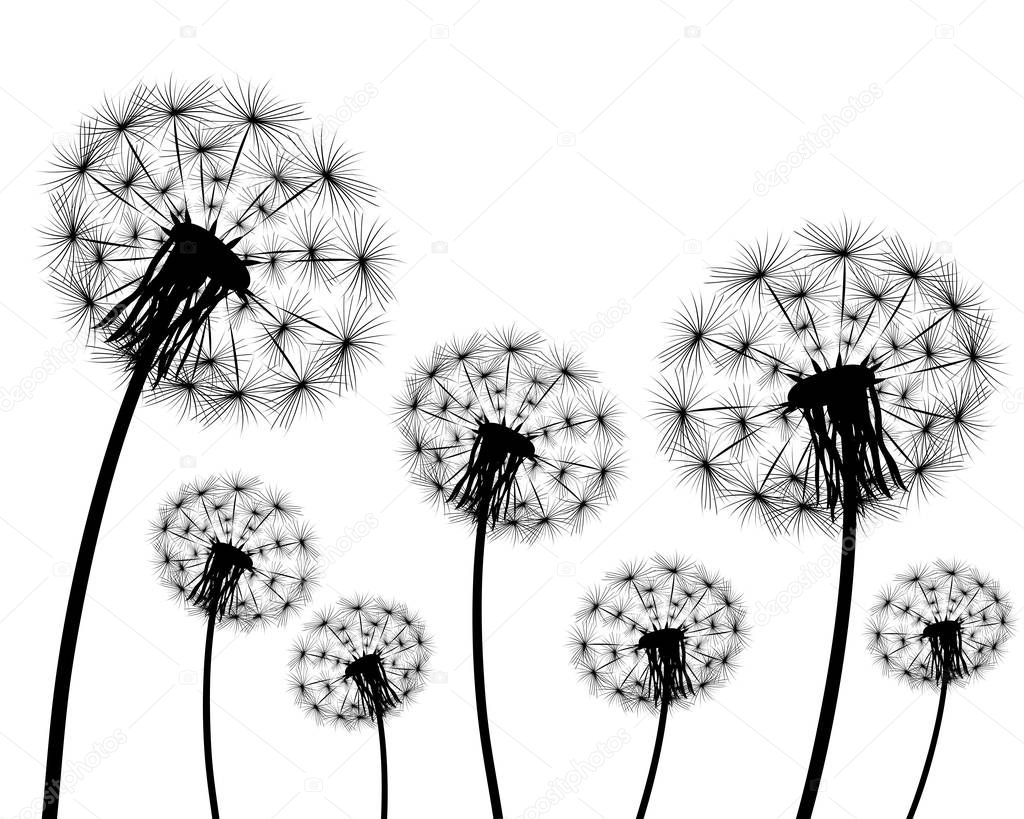 Silhouette of a dandelion on a white background