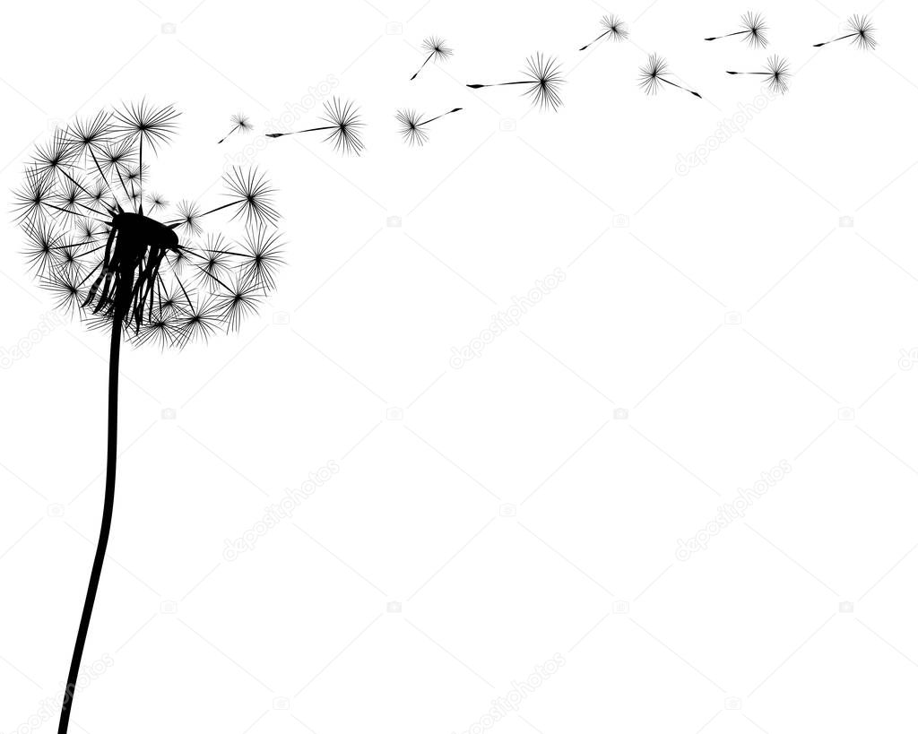 Silhouette of a dandelion