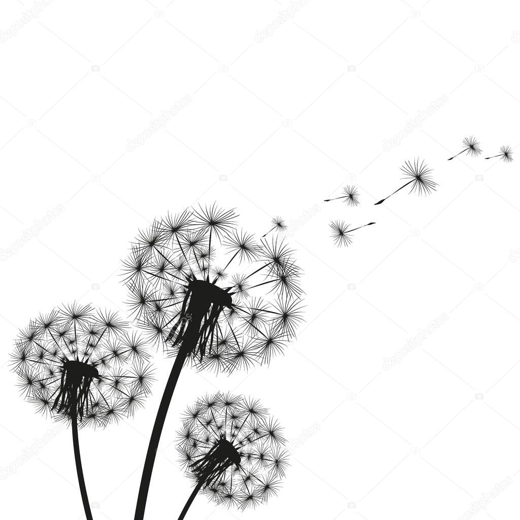 Silhouette of a dandelion on a white background