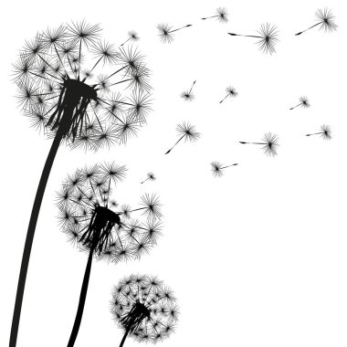 Bir karahindiba silüeti