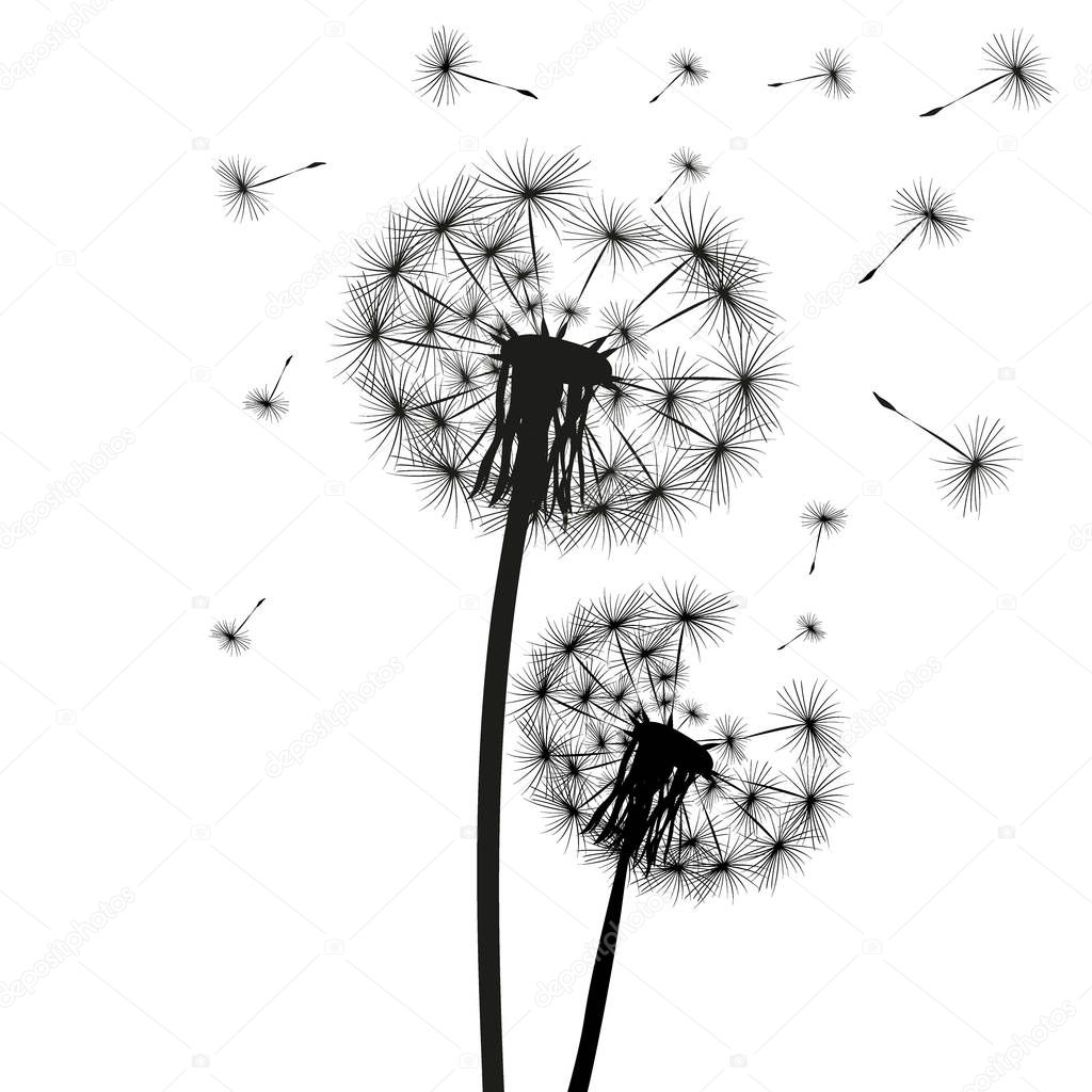 Silhouette of a dandelion on a white background