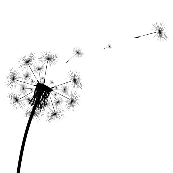 Black silhouette of a dandelion on a white background