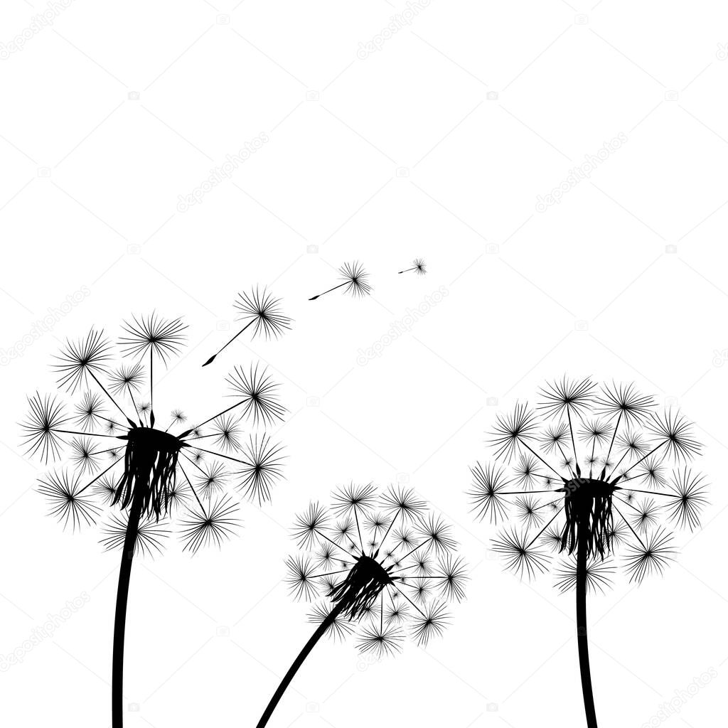 Dandelion flies off fluff isolated on white background