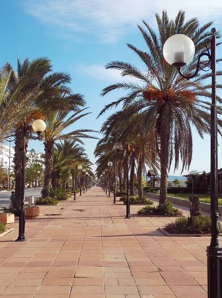 Promenade met palmbomen en lantaarns — Stockfoto