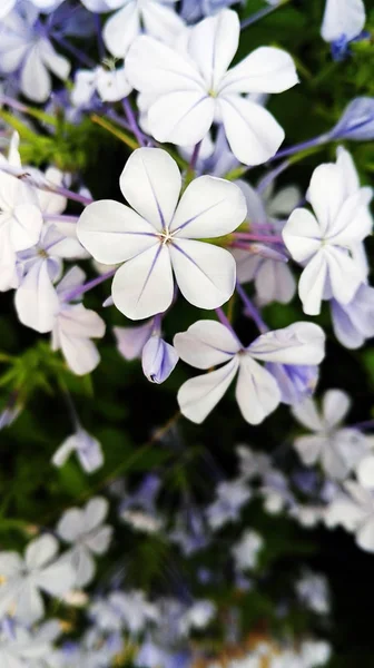 Lila bloem close-up — Stockfoto