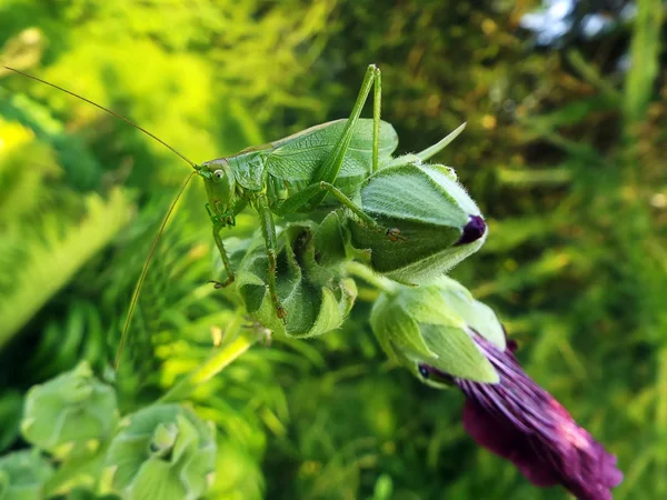 Big green grasshopper — Stock Photo, Image