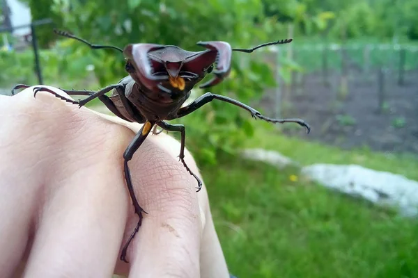 Venado escarabajo grande en la mano hombre —  Fotos de Stock